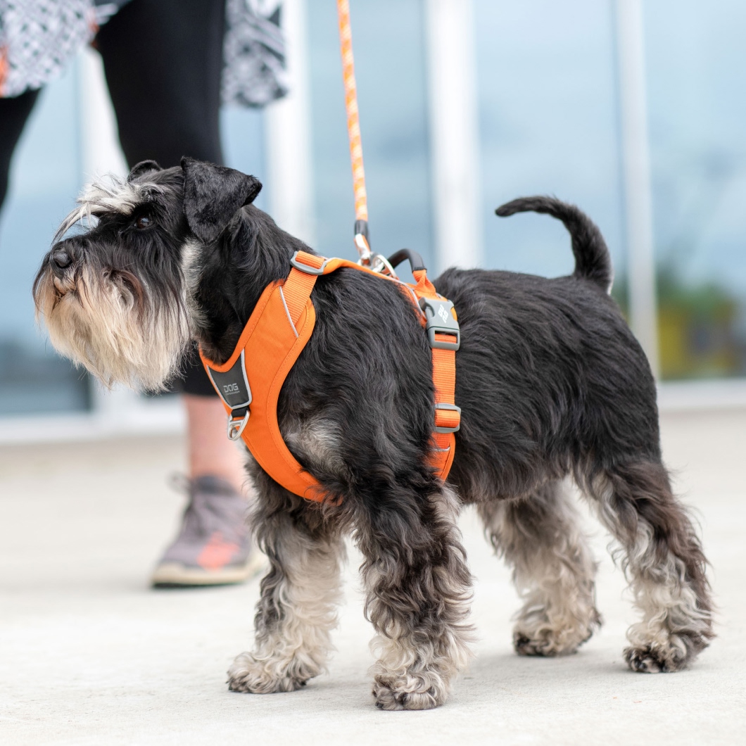 ドッグコペンハーゲンのハーネスをつけた犬