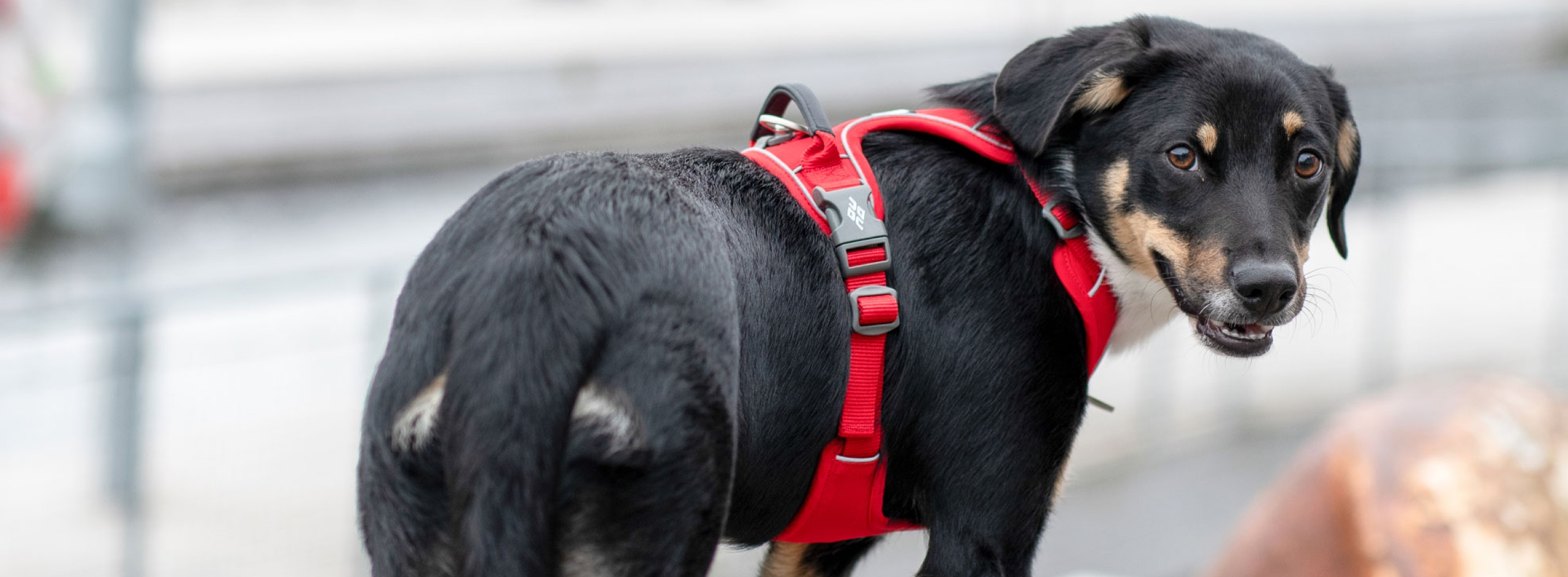 ドッグコペンハーゲンのハーネスをつけた振り向く黒い犬