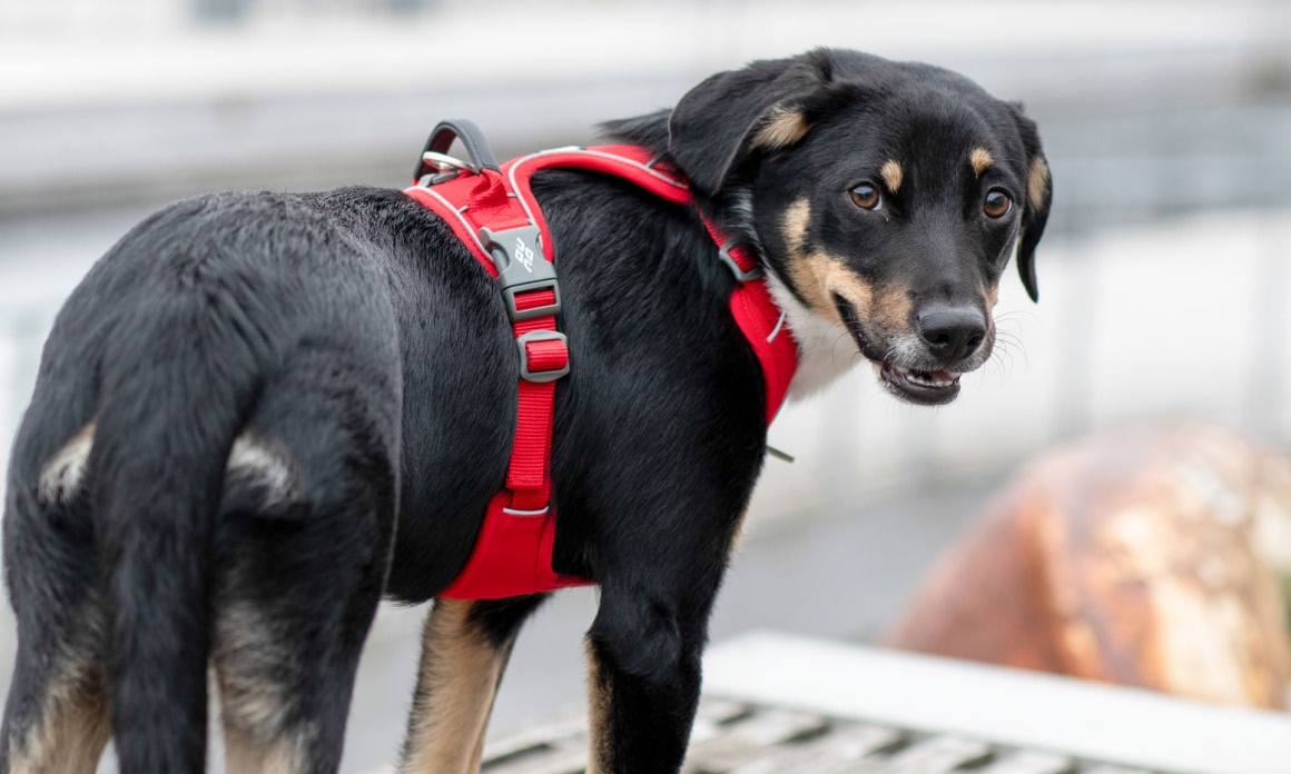 ドッグコペンハーゲンのハーネスをつけた振り向く黒い犬