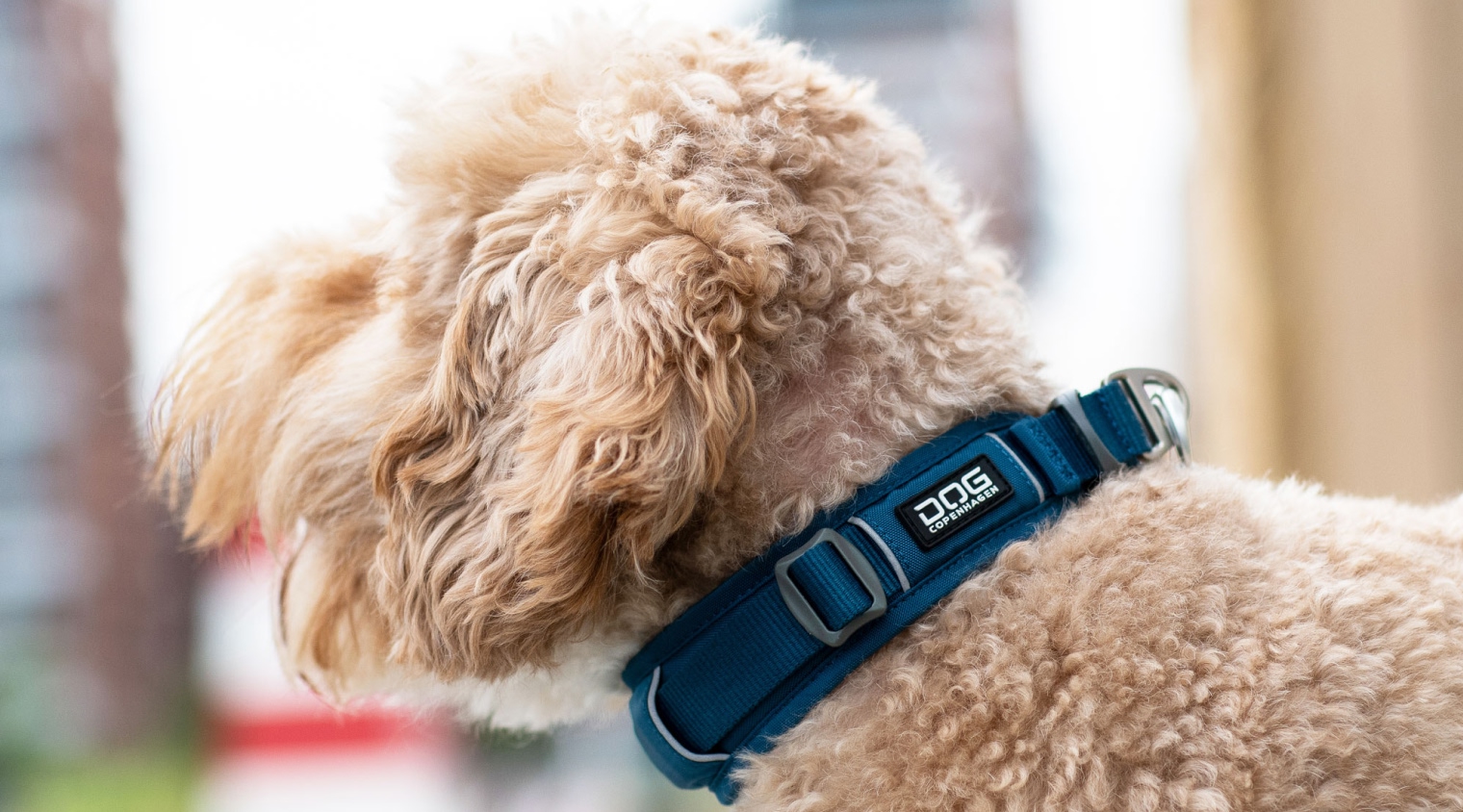 ドッグコペンハーゲンのカラーをつけた犬